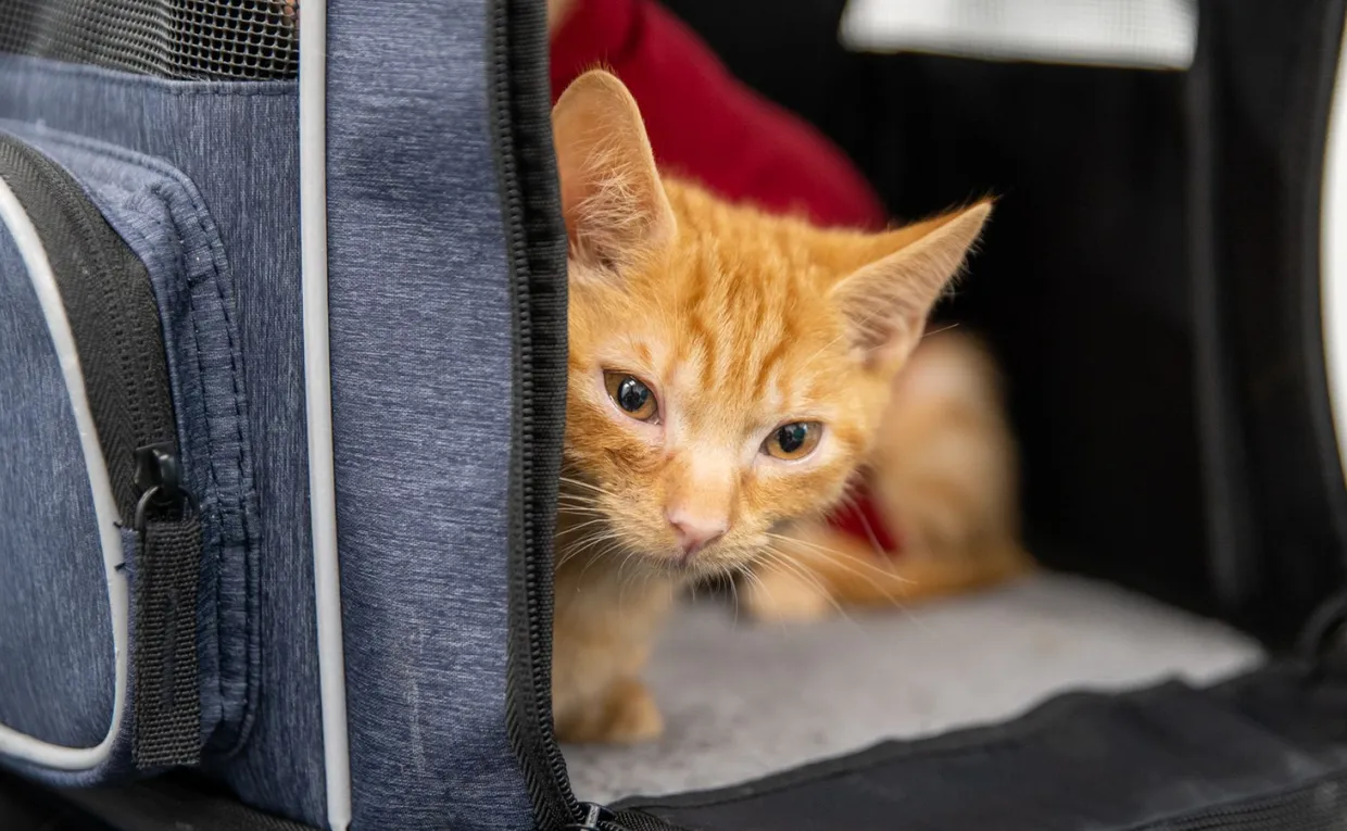 Small ginger kitten peeking its head out of a grey-blue cat carry bag