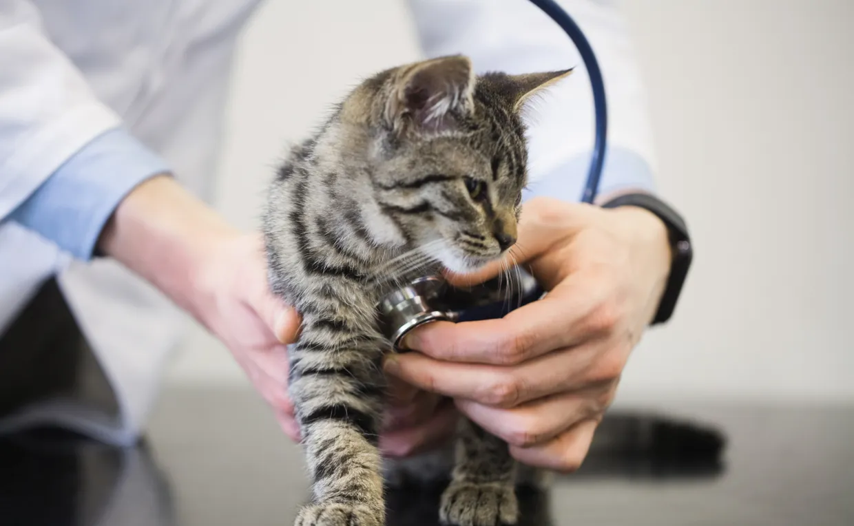 A tabby kitten is held by the hands of a vet on a consulting table